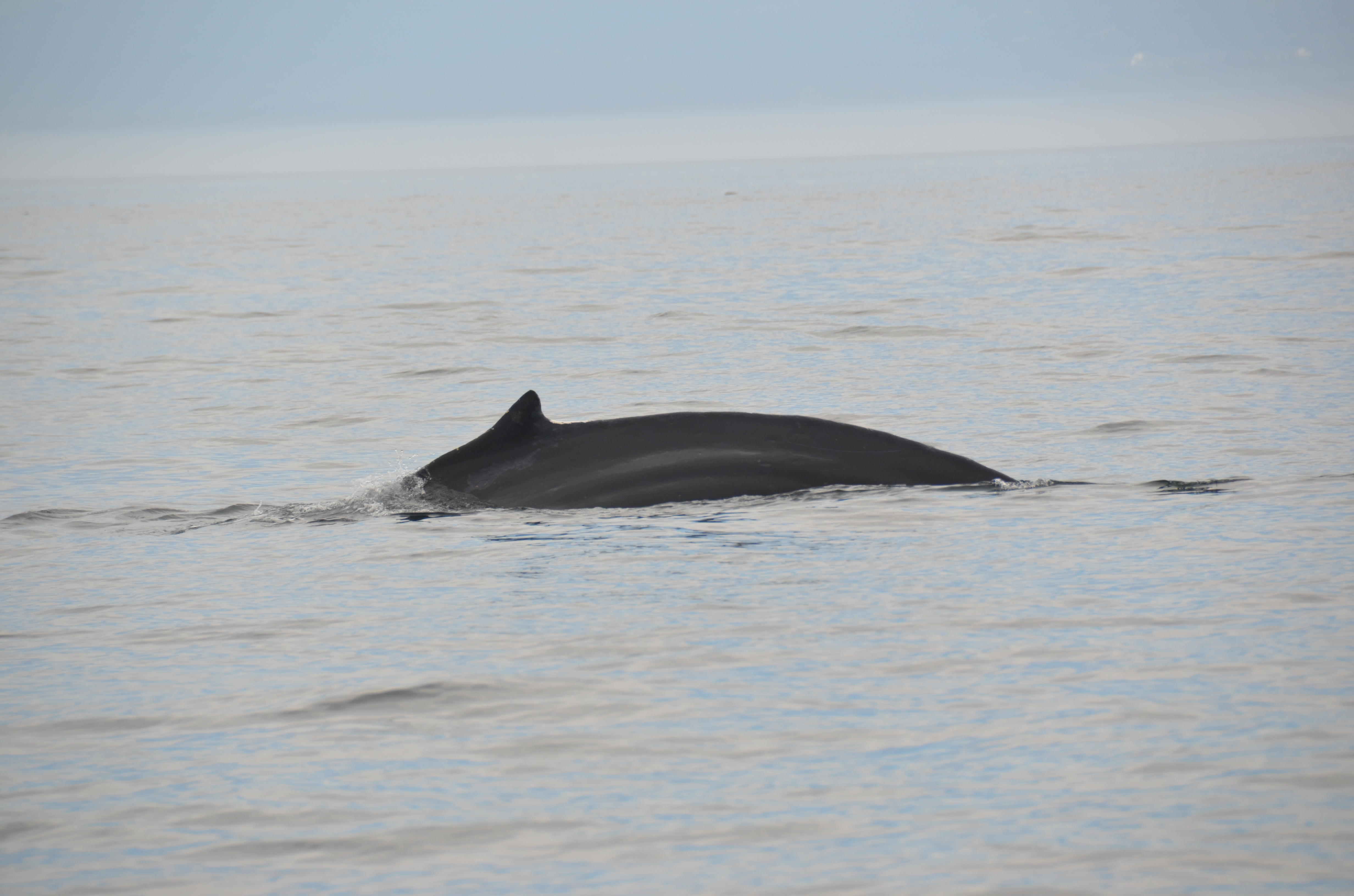 photos/wildlife/Mammal_Species/Humpback Whale/DSC_0018.JPG